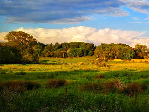 Rolling green fields in Chester Meadows