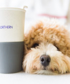 Image of a dog resting its head next to a Northern coffee cup