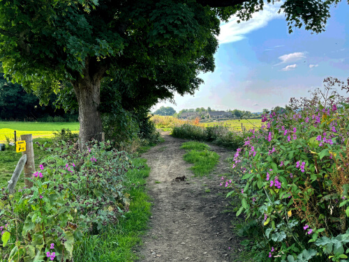 Woodland trail at Woodhouse Moor with green bushes