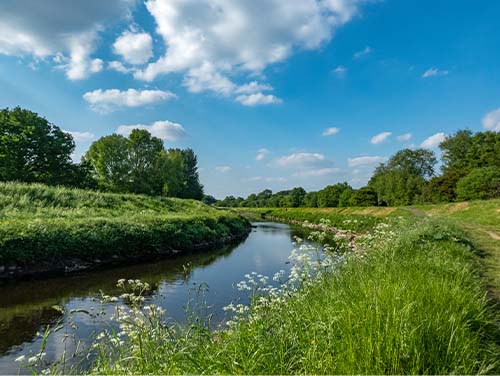 Chorlton Ees woodland walk